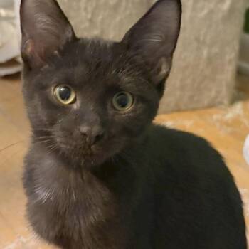 Vader -  Domestic Short Hair Cat for Adoption in Medina, Ohio - Vader | PetCurious