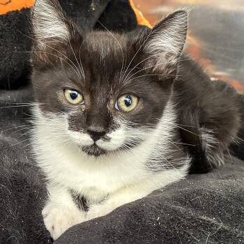 Helena -  Domestic Short Hair Cat Available for Adoption in Oakland, California - Helena | PetCurious