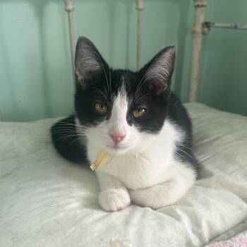 Maggie -  Domestic Medium Hair Cat for Adoption in West Point, Mississippi - Maggie | PetCurious