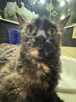 Domestic Medium Hair Cats Available for Adoption in Wasilla, Alaska - Measles | PetCurious