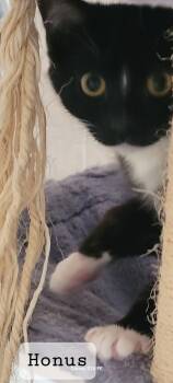 Domestic Short Hair Cats Available for Adoption - Honus | PetCurious