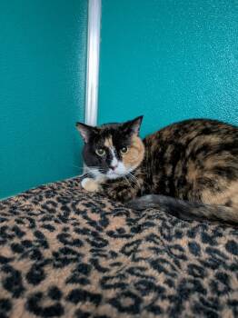 Rescue Calico Cats for Adoption in Kodiak, Alaska - Stevie | PetCurious