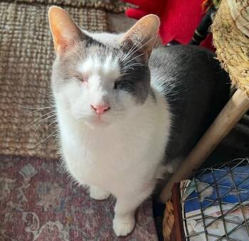 Rescue Domestic Short Hair Cats for Adoption in Salem, Massachusetts - Falcore | PetCurious