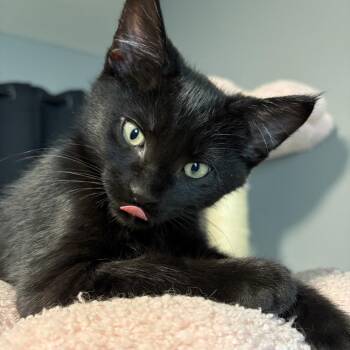 Ford -  Domestic Short Hair Cat for Adoption in Spokane, Washington - Ford | PetCurious