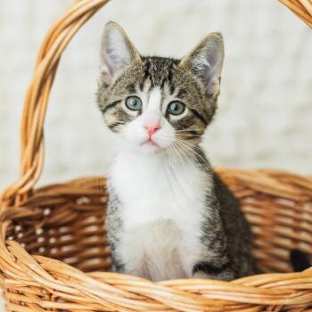 Rescue Domestic Short Hair Cats for Adoption in Saint Paul, Minnesota - Verano | PetCurious