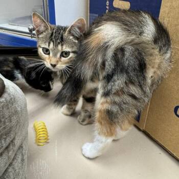 Dory -  Domestic Short Hair Cat for Adoption in Mebane, North Carolina - Dory | PetCurious