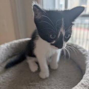 Domestic Short Hair Cats Available for Adoption in Austin, Texas - Zinc 1 | PetCurious