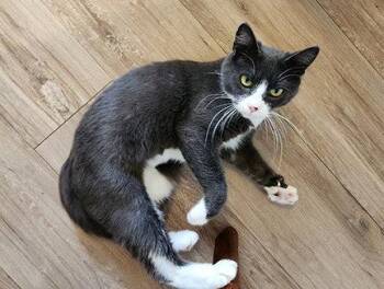 Ariel -  Domestic Short Hair Cat for Adoption in Anacortes, Washington - Ariel | PetCurious