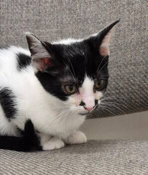Spotty -  Domestic Short Hair Cat for Adoption in South Bend, Indiana - Spotty | PetCurious