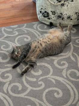 Rockette -  Domestic Short Hair Cat for Adoption in Melrose, Massachusetts - Rockette | PetCurious