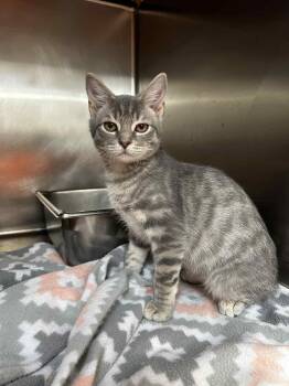 Rescue Domestic Short Hair Cats for Adoption in Chambersburg, Pennsylvania - Kaleb | PetCurious