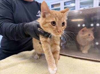 GARY -  Domestic Short Hair Cat for Adoption in Santa Fe, New Mexico - GARY | PetCurious