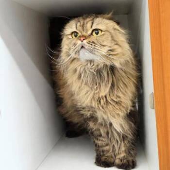 Domestic Long Hair and Domestic Short Hair Cats Available for Adoption in Voorhees Township, New Jersey - Mocha | PetCurious
