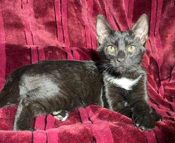 Rescue Domestic Short Hair Cats for Adoption in Newnan, Georgia - *Jordan | PetCurious