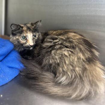 Trudy -  Domestic Long Hair Cat for Adoption in La Grange, Kentucky - Trudy | PetCurious