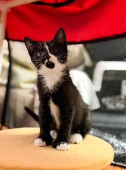 PLUTO -  Domestic Short Hair Cat Available for Adoption in Philadelphia, Pennsylvania - PLUTO | PetCurious