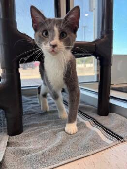 Zoomie -  Domestic Short Hair Cat for Adoption in Hobbs, New Mexico - Zoomie | PetCurious