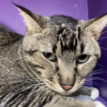 Domestic Short Hair Cats Available for Adoption in Kanab, Utah - Ashwin | PetCurious