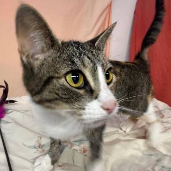 Fossie Girl 56475 -  Domestic Short Hair Cat for Adoption in Eaton Rapids, Michigan - Fossie Girl 56475 | PetCurious