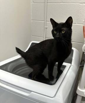 Nubs -  Domestic Short Hair Cat for Adoption in Nashville, Tennessee - Nubs | PetCurious