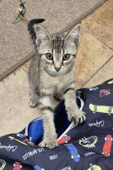Helen -  Domestic Short Hair Cat for Adoption in South Bend, Indiana - Helen | PetCurious