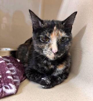 Taffy -  Domestic Short Hair Cat for Adoption in Stillwater, Oklahoma - Taffy | PetCurious