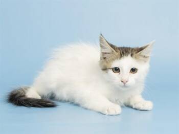 PARKER -  Domestic Short Hair Cat for Adoption in Phoenix, Arizona - PARKER | PetCurious