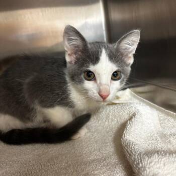 Torta -  Domestic Short Hair Cat for Adoption in Ottawa, Kansas - Torta | PetCurious