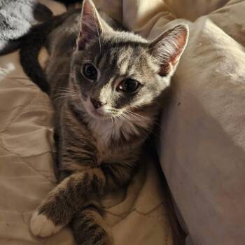 Wazi -  Domestic Short Hair Cat for Adoption in Snow Hill, North Carolina - Wazi | PetCurious