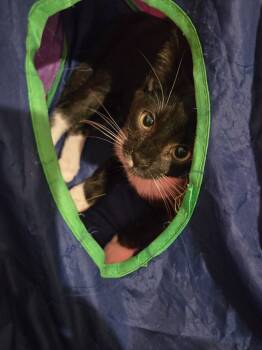 Rescue Domestic Short Hair Cats for Adoption in Evans, Georgia - Simon "Ice King | PetCurious