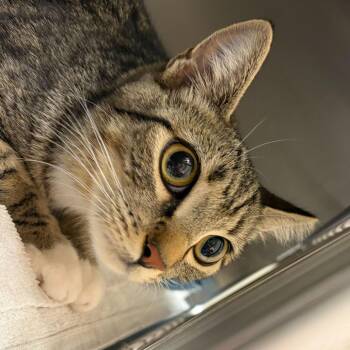 Dr. Cuddy -  Domestic Short Hair Cat for Adoption in Asheville, North Carolina - Dr. Cuddy | PetCurious
