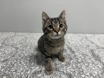 Rescue Domestic Short Hair and American Shorthair Cats for Adoption in Frankfort, Indiana - Forrester | PetCurious