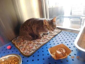 Pewter -  Domestic Short Hair Cat for Adoption in North Richland Hills, Texas - Pewter | PetCurious