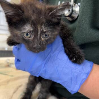 Rory -  Domestic Short Hair Cat for Adoption in Ojai, California - Rory | PetCurious