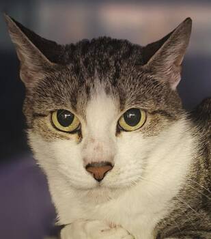 Rescue Domestic Short Hair Cats for Adoption in Santa Cruz, California - TAMARA* | PetCurious