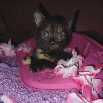 Rescue Domestic Short Hair Cats for Adoption in Evansville, Indiana - Starlight | PetCurious