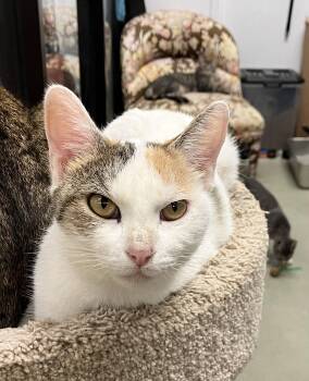 Rescue Domestic Short Hair Cats for Adoption in Palmetto, Florida - Penny | PetCurious