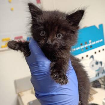 Domestic Short Hair Cats Available for Adoption - Eris | PetCurious