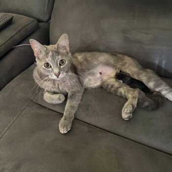 Domestic Short Hair Cats Available for Adoption in Greenwood, Indiana - Pizza  | PetCurious