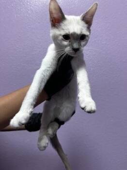 Pester -  Domestic Short Hair Cat for Adoption in El Paso, Texas - Pester | PetCurious