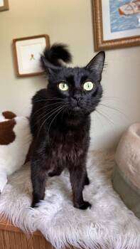 Domestic Medium Hair Cats Available for Adoption in Portland, Oregon - Mune | PetCurious