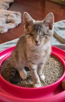 Roomba -  Tabby and Exotic Shorthair Cat for Adoption - Roomba | PetCurious