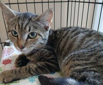 Rescue Domestic Short Hair Cats for Adoption in Raleigh, North Carolina - DELILAH | PetCurious