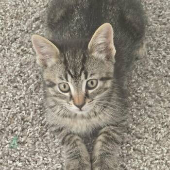 Domestic Short Hair Cats Available for Adoption in Eagle Mountain, Utah - Binx Tiner | PetCurious