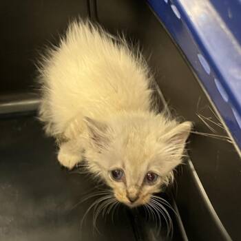 7-Eleven -  Domestic Short Hair Cat for Adoption in Greensboro, North Carolina - 7-Eleven | PetCurious