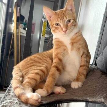 Tabby and Domestic Short Hair Cats Available for Adoption in Friendswood, Texas - Quinn The Lion From Oz | PetCurious