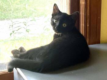 Rescue Domestic Short Hair Cats for Adoption - Alewife | PetCurious