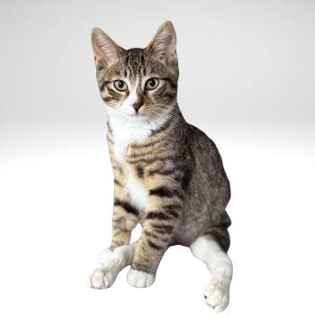 Rescue Domestic Short Hair Cats for Adoption in West Haven, Connecticut - Baguette | Paralyzed? No Problem!! | PetCurious