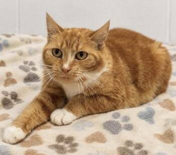 Bambina -  Domestic Short Hair Cat for Adoption in Gwinn, Michigan - Bambina | PetCurious