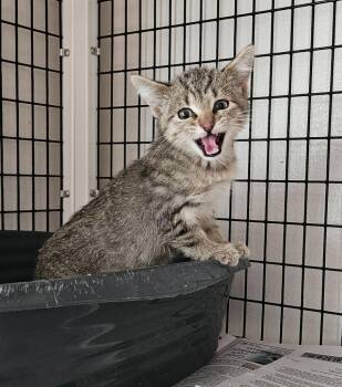 Donnie -  Domestic Short Hair Cat for Adoption in Green River, Wyoming - Donnie | PetCurious